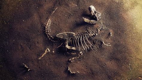 radiometric dating isotope found dinosaur fossils